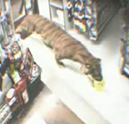 Wild Animals in Daily Life